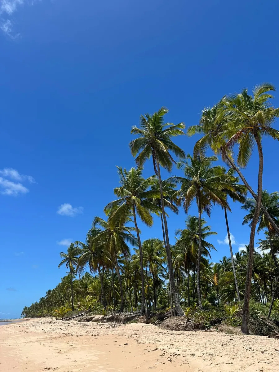 Coqueiros altos sobre a areia da praia em Barra Grande, com céu azul
